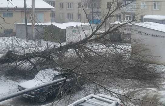 Новини Вінниці / У Вінниці дерево привалило «Жигуля», а на об’їзній постраждав Nissan (ФОТО)   