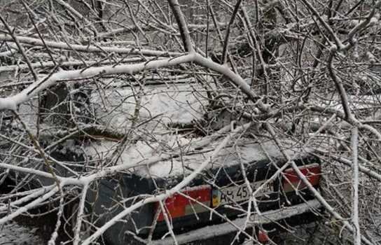 Новини Вінниці / У Вінниці дерево привалило «Жигуля», а на об’їзній постраждав Nissan (ФОТО)   