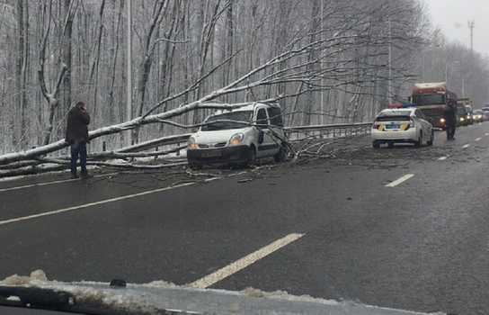 Новини Вінниці / У Вінниці дерево привалило «Жигуля», а на об’їзній постраждав Nissan (ФОТО)   