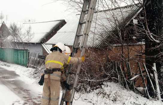 Новини Вінниці / Понад дві доби просидів на дереві кіт у Сутисках на Вінниччині: зняти допомогли рятувальники (ФОТО)