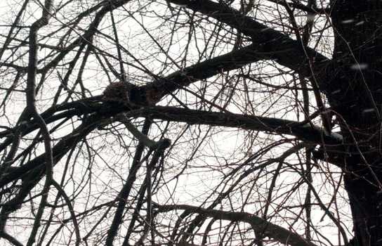 Новини Вінниці / Понад дві доби просидів на дереві кіт у Сутисках на Вінниччині: зняти допомогли рятувальники (ФОТО)