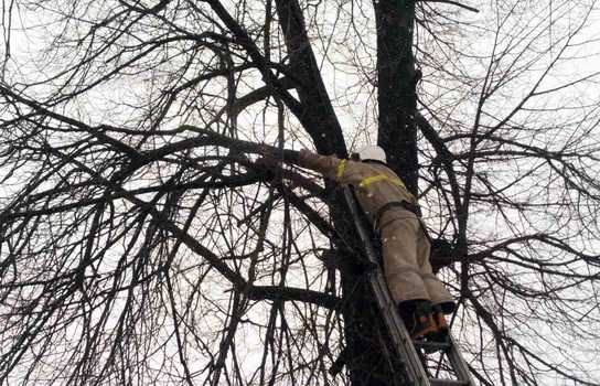 Новини Вінниці / Понад дві доби просидів на дереві кіт у Сутисках на Вінниччині: зняти допомогли рятувальники (ФОТО)