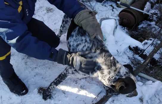 Новини Вінниці / Голова пса застрягла у шнеку комбайна: жахливі «пригоди» тварини на Вінниччині (ФОТО)