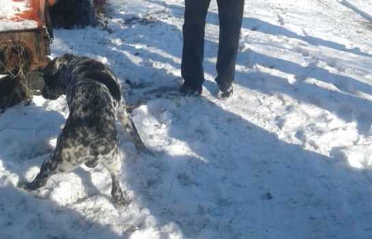 Новини Вінниці / Голова пса застрягла у шнеку комбайна: жахливі «пригоди» тварини на Вінниччині (ФОТО)