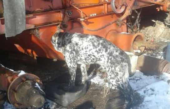 Новини Вінниці / Голова пса застрягла у шнеку комбайна: жахливі «пригоди» тварини на Вінниччині (ФОТО)