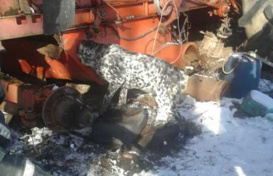 Новини Вінниці / Голова пса застрягла у шнеку комбайна: жахливі «пригоди» тварини на Вінниччині (ФОТО)