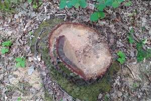Новини Вінниці / Екоінспектори виявили в одному із заповідників Вінниччини порушень на понад півмільйона гривень (ФОТО)