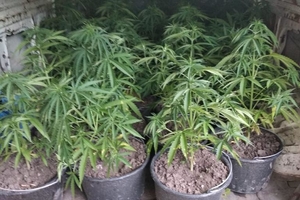 Новини Вінниці / На Вінниччині поліція знищила врожай місцевого конопляного фермера