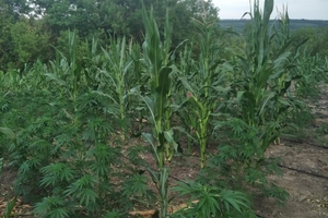 Новини Вінниці / На Вінниччині поліція знищила врожай місцевого конопляного фермера