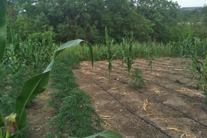 Новини Вінниці / На Вінниччині поліція знищила врожай місцевого конопляного фермера