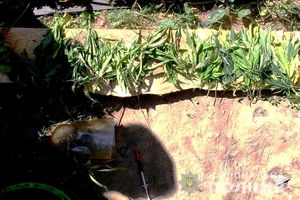 Новини Вінниці / На дачі під Вінницею поліцейські "застукали" господарку макової плантації за виготовленням наркотиків (ФОТО, ВІДЕО)