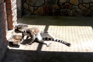 Новини Вінниці / Лемури, які живуть в Подільському зоопарку у Вінниці, знайшли своїх опікунів