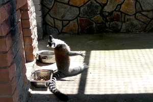 Новини Вінниці / Лемури, які живуть в Подільському зоопарку у Вінниці, знайшли своїх опікунів