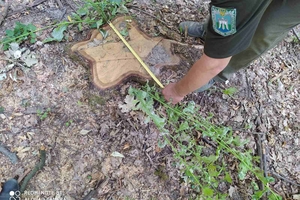 Новини Вінниці / На Вінниччині викрили незаконну вирубку понад тисячі дерев у зразковому підприємстві (ФОТО)