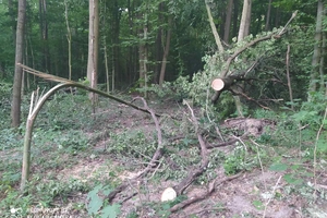 Новини Вінниці / На Вінниччині викрили незаконну вирубку понад тисячі дерев у зразковому підприємстві (ФОТО)