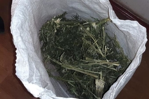 Новини Вінниці / Близько двох кілограм конопель вилучили у юнака з Вінниччини (ФОТО)