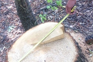 Новини Вінниці / У Погребищенському районі на Вінниччині зафіксували незаконну вирубку дубів: завдано збитків на 81,5 тисячі гривень (ФОТО)