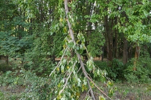 Новини Вінниці / Понад 30 дерев пошкодили екскаватором у Вінниці. Будівельникам "рекомендували" відновити насадження (ФОТО)