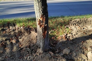 Новини Вінниці / Понад 30 дерев пошкодили екскаватором у Вінниці. Будівельникам "рекомендували" відновити насадження (ФОТО)