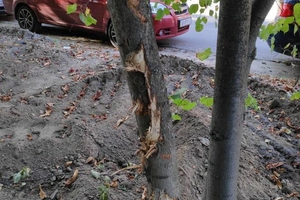 Новини Вінниці / Понад 30 дерев пошкодили екскаватором у Вінниці. Будівельникам "рекомендували" відновити насадження (ФОТО)