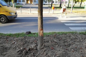Новини Вінниці / Понад 30 дерев пошкодили екскаватором у Вінниці. Будівельникам "рекомендували" відновити насадження (ФОТО)