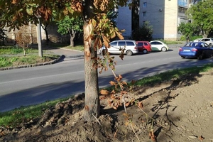 Новини Вінниці / Понад 30 дерев пошкодили екскаватором у Вінниці. Будівельникам "рекомендували" відновити насадження (ФОТО)