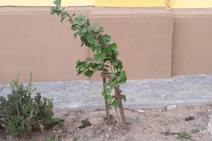 Новини Вінниці / У Вінниці посадили дерева, предки яких «бачили динозаврів»