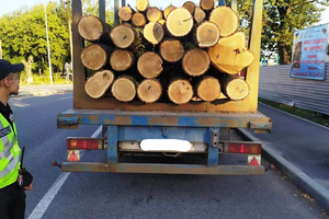 Новини Вінниці / "Очищення" лісу по вінницьки: за тиждень поліцейські задокументували 9 фактів незаконної порубки деревини (ФОТО)