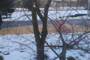 Новини Вінниці / Вінничан просять впізнати чоловіка, який порізав вишні на Космонавтів (ФОТО, ВІДЕО)