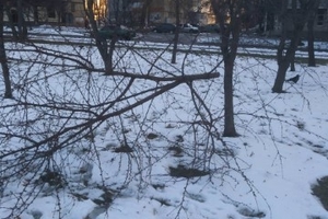 Новини Вінниці / Вінничан просять впізнати чоловіка, який порізав вишні на Космонавтів (ФОТО, ВІДЕО)