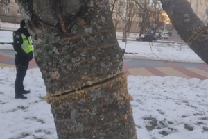 Новини Вінниці / Вінничан просять впізнати чоловіка, який порізав вишні на Космонавтів (ФОТО, ВІДЕО)