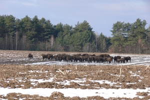 Новини Вінниці / На Вінниччині нарахували 107 зубрів. Було б більше, якби не трагедія 2016-го року (ФОТО)