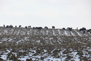 Новини Вінниці / На Вінниччині нарахували 107 зубрів. Було б більше, якби не трагедія 2016-го року (ФОТО)
