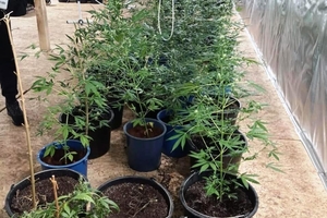 Новини Вінниці / Теплицю із коноплею та "лівий" спирт знайшли правоохоронці на території колишньої ферми на Вінниччині (ФОТО, ВІДЕО)