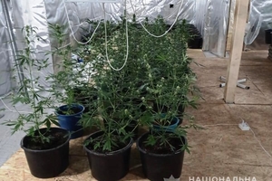 Новини Вінниці / Теплицю із коноплею та "лівий" спирт знайшли правоохоронці на території колишньої ферми на Вінниччині (ФОТО, ВІДЕО)