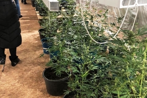 Новини Вінниці / Теплицю із коноплею та "лівий" спирт знайшли правоохоронці на території колишньої ферми на Вінниччині (ФОТО, ВІДЕО)