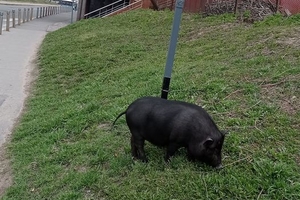 Новини Вінниці / Молода свиня у центрі Вінниці стала «зіркою» соцмереж (ФОТО)