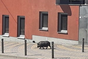 Новини Вінниці / Молода свиня у центрі Вінниці стала «зіркою» соцмереж (ФОТО)