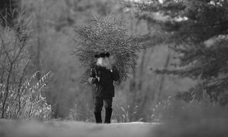 Новини Вінниці / У Вінниці визначилися з «топовими» місцями для ялинкових базарів  