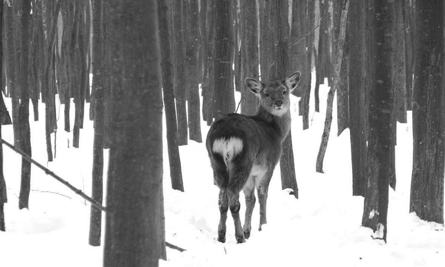 %d0%be%d0%bb%d0%b5%d0%bd%d1%8c