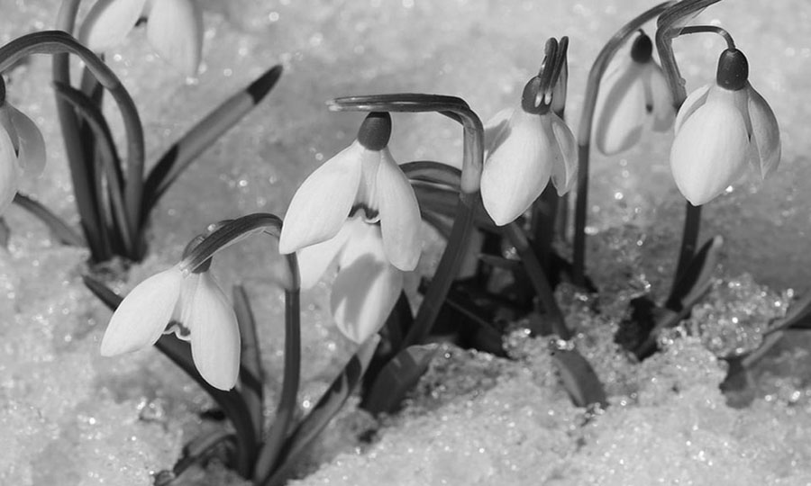 Podsnezhniki foto 04