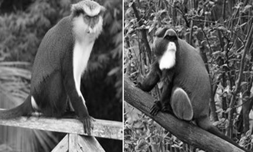 До квітня вінничани обиратимуть, яких мавп із одеського зоопарку переселять до вінницького / Новости Винницы и области / Інформаційний портал На Париже Новини Вінниці / До квітня вінничани обиратимуть, яких мавп із одеського зоопарку переселять до вінницького