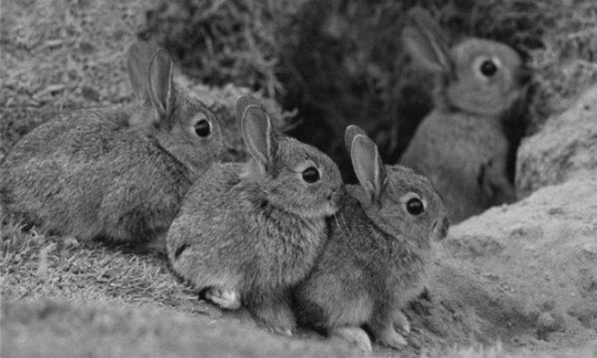 Новини Вінниці / Режим тиші: вінничанам рекомендують не заважати сезону кохання тварин