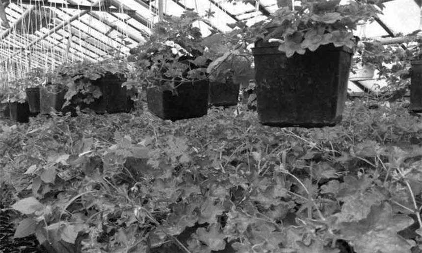 Новини Вінниці / Вінницязеленбуд публічно обирає найкращій варіант благоустрою площі Героїв Майдану