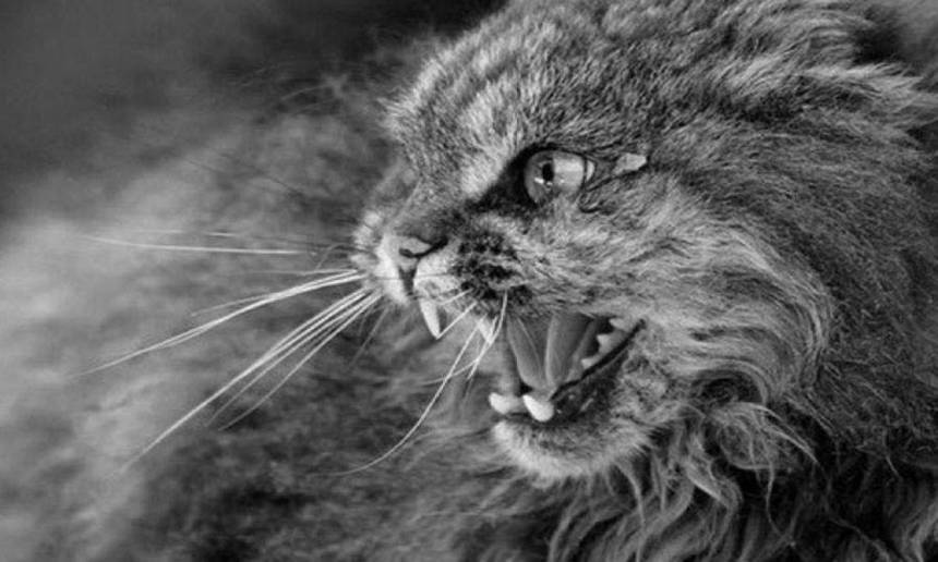 Новини Вінниці / Через скаженого кота на Вінниччині відловлюватимуть бродячих тварин