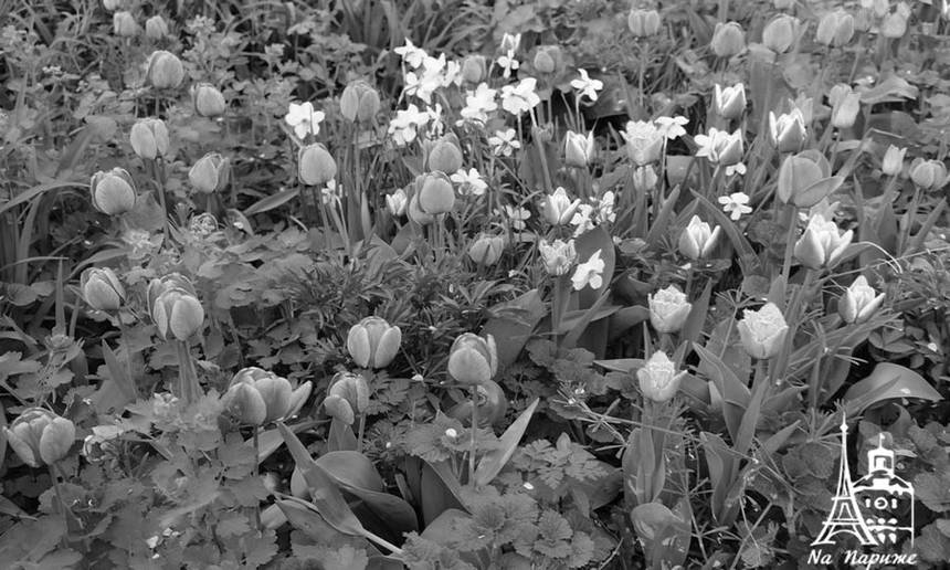 Новини Вінниці / Вінниця має свій "Кекенхоф" й у центрі міста 