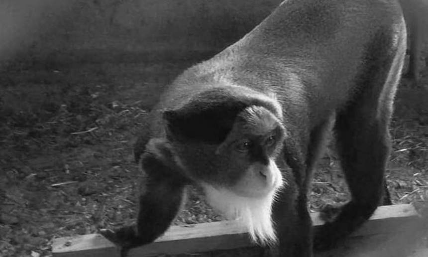 Подільський зоопарк показав нового мешканця – мавпу породи Бразза / Новости Винницы и области / Інформаційний портал На Париже Новини Вінниці / Подільський зоопарк показав нового мешканця – мавпу породи Бразза