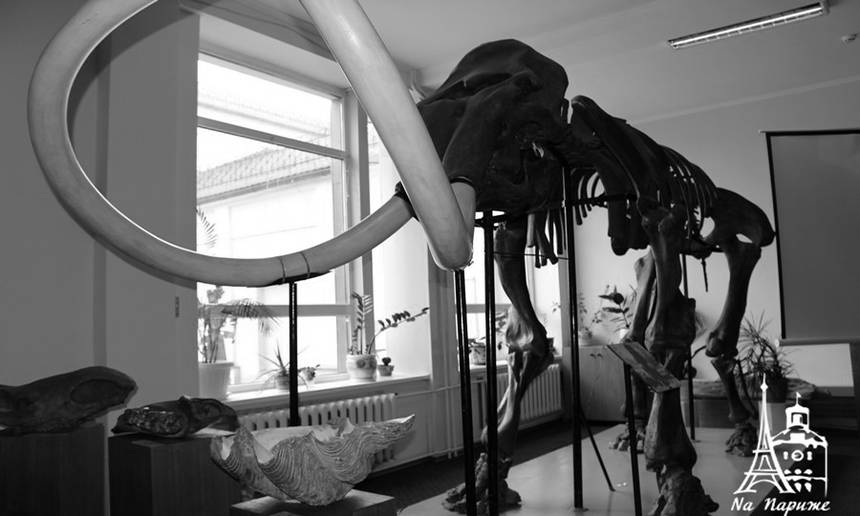 Новини Вінниці / Більше не безіменний: вінницького мамонта, якому більше 30 тисяч років, величатимуть Вінні