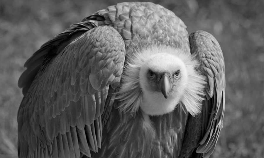 Новини Вінниці / Історія з опудалом гігантського сипа: у Вінниці випадково з’ясували походження музейного експоната