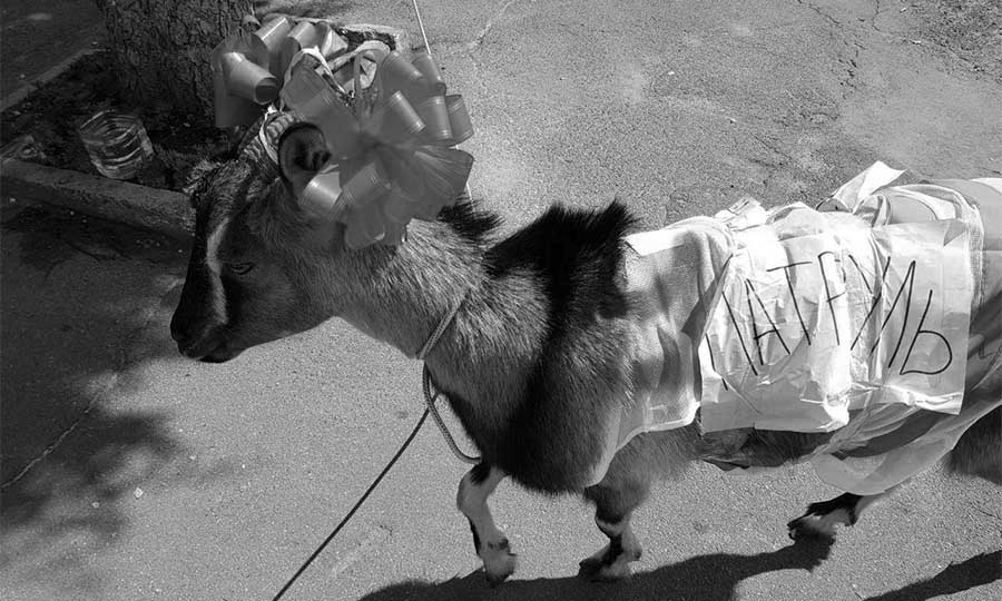 Новини Вінниці / У Вінниці до суду привели козу, сміттєвий бак і Палія: справа про сигнал патрульним обіцяє бути черговим бестселером 